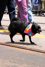 Rainbow_Dog.jpg